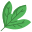 Sassafras Leaf icon