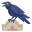 Krähe icon
