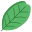 Carob Tree Leaf icon