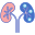 Kidneys icon