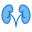 riñón-externo-medico-saludable-creatipo-campo-azul-colorcreatipo icon