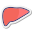 Liver icon