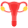 Uterus icon