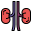 Anatomy icon