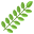 Black Locust Leaf icon