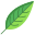 Heliconia Leaf icon