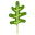 Arugula icon