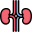 Anatomy icon