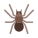 Spinne icon