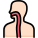 Anatomy icon