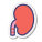 Kidney icon