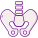 Pelvis icon