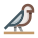 Hawk icon