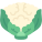 cauliflower icon