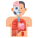 Human Organs icon