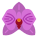 Orchidée icon