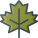 Maple Leaf icon