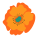 Poppy icon