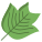 Tulip Tree Leaf icon