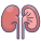 Anatomy icon