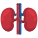 Kidney icon