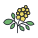 fleur de sureau icon