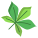 Horse Chestnut Leaf icon