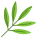 Sage Leaf icon