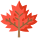 Maple Leaf icon