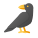 Full Body Crow icon