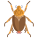 Beetle icon