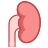 Kidney icon