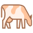 Cow Breed icon