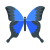 Butterfly icon