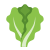 Lettuce icon