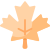 Mapple Leaf icon