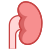 Kidney icon