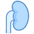 Kidney icon