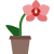Orchidea icon