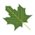 Maple leaf icon