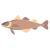 Cod Fish icon
