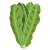 Lettuce icon