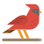 Cardinal icon