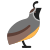 Quail icon