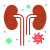 Kidneys icon