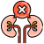 Kidney icon