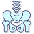 Pelvis icon