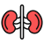 Kidney icon