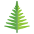 Fern icon