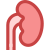 Kidney icon